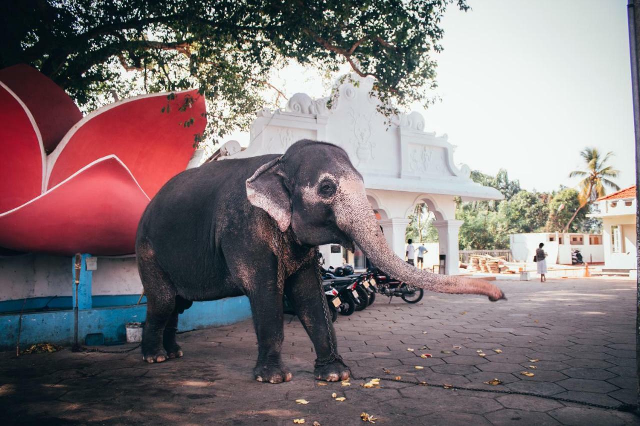 ホテル Amber House Lanka ベントータ エクステリア 写真